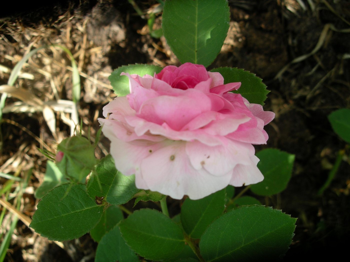 Rosa hybridus  cv. Geschwinds orden