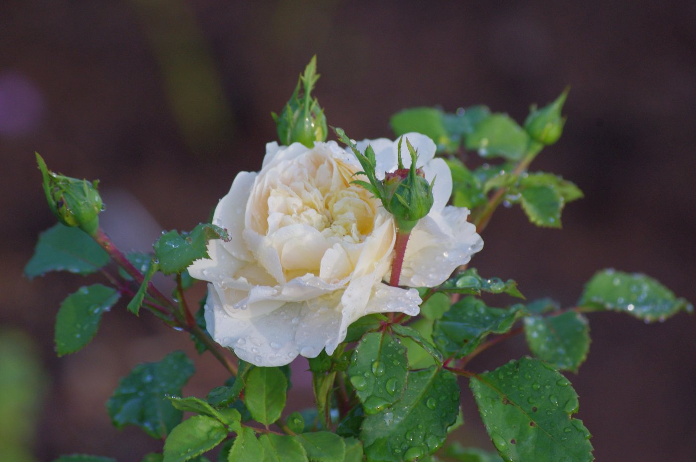 Rosa hybridus  cv. Crocus Rose