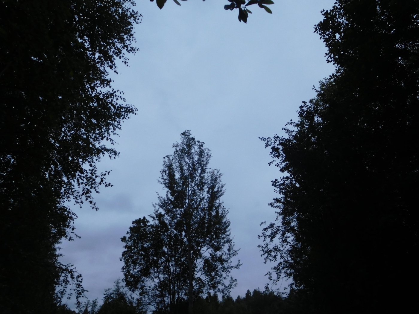 c10b0b2ccc3d8cc4ba397a3b29086d90.jpeg