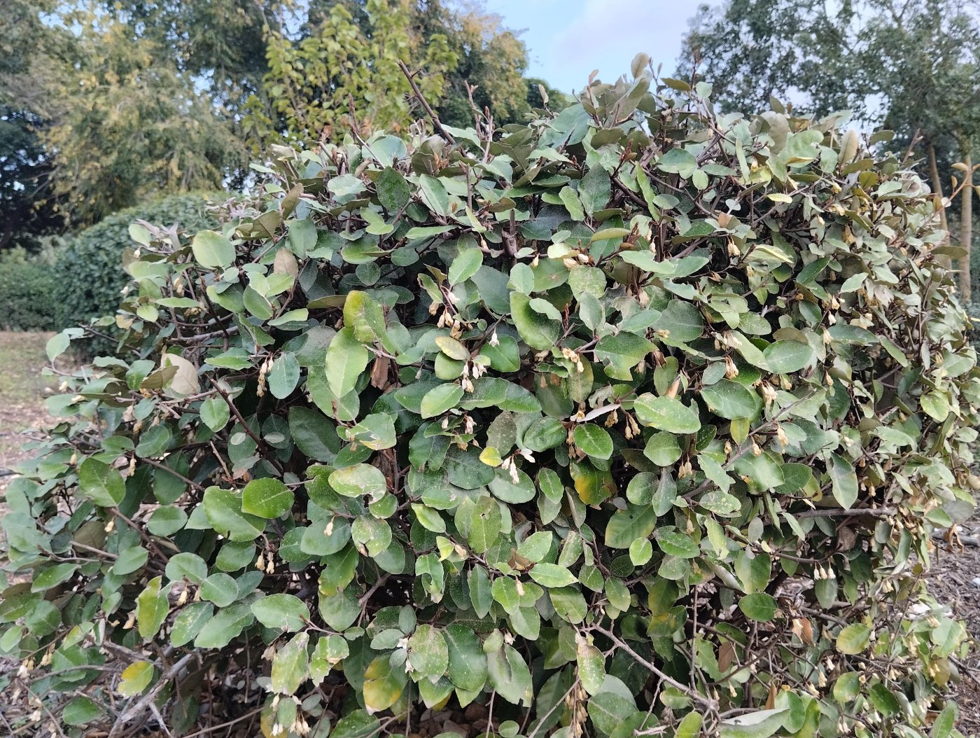 Elaeagnus pungens Thunb.