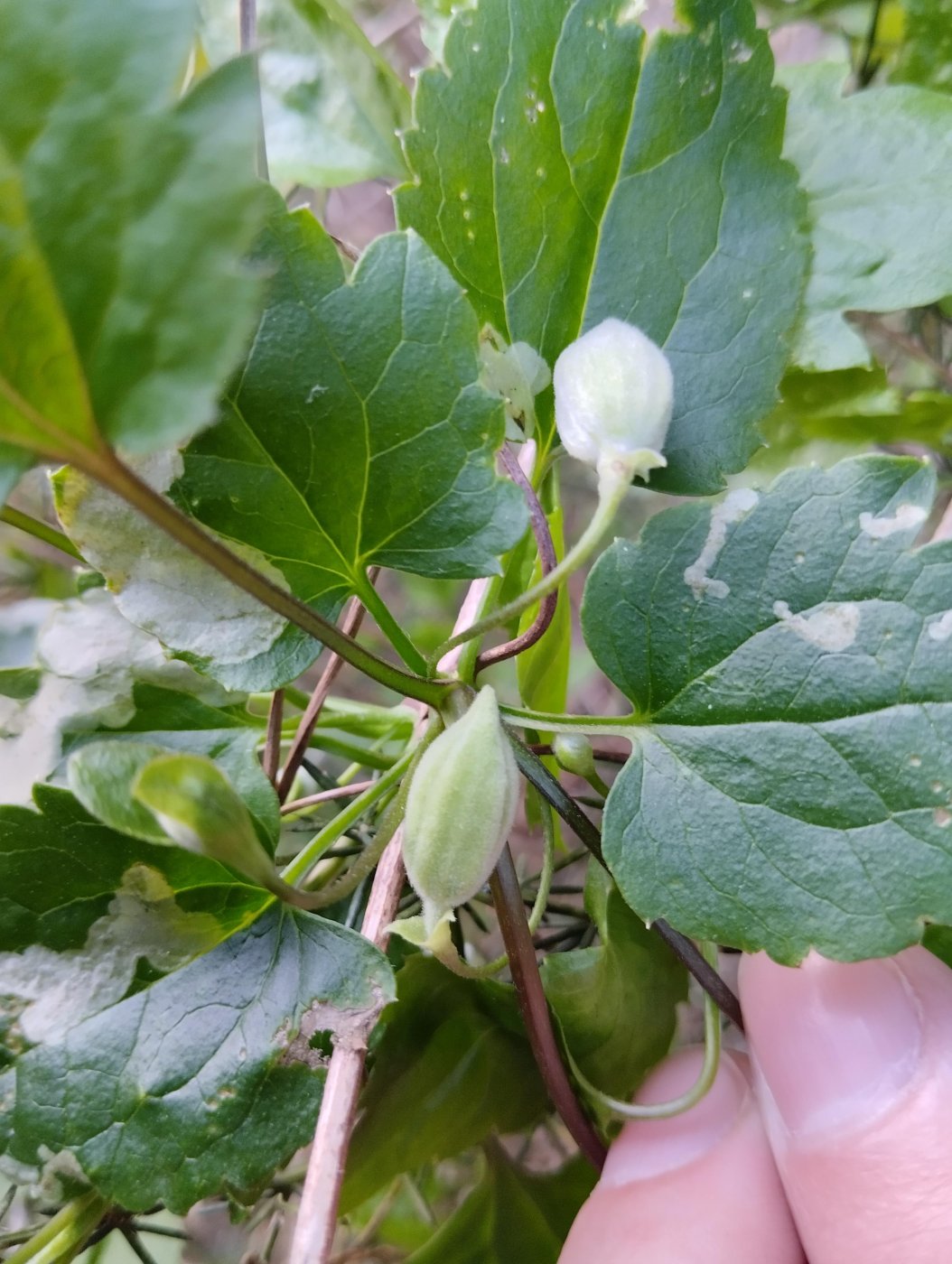 Clematis cirrhosa L.