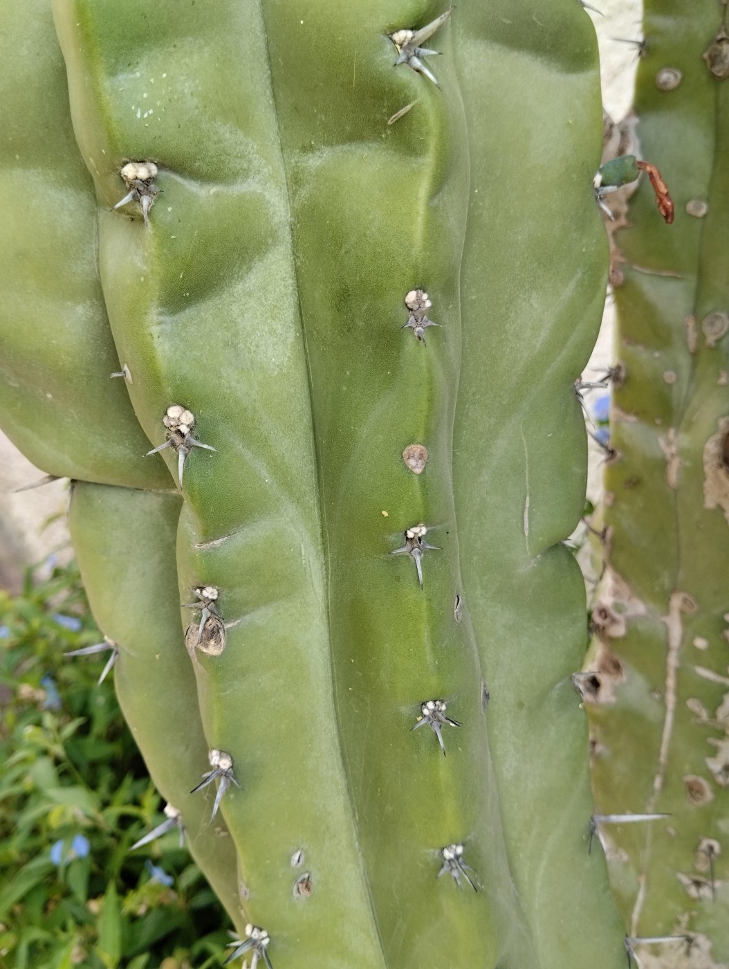 Myrtillocactus geometrizans (Mart. ex Pfeiff.) Console