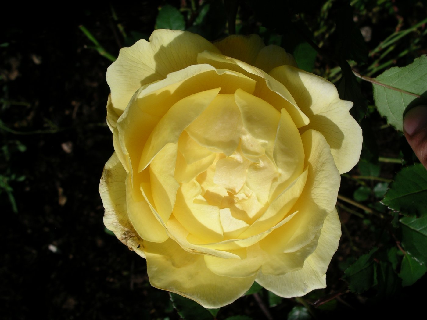 Rosa hybridus  cv. The poets wife