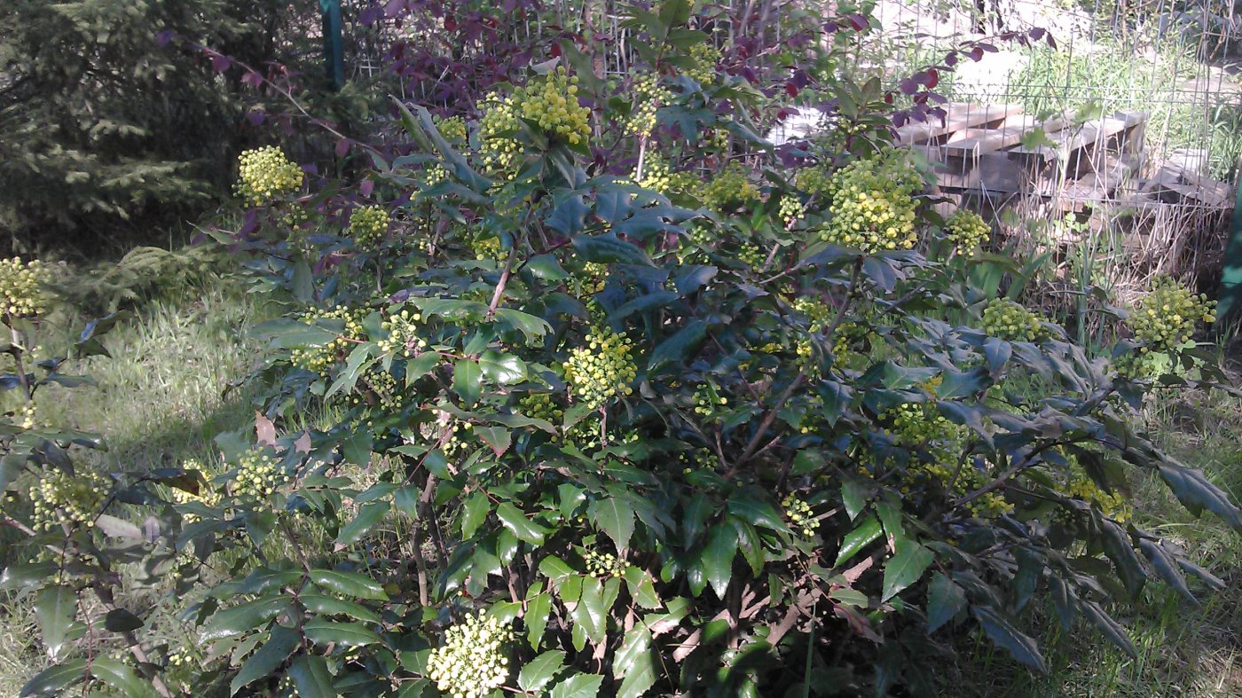 Mahonia aquifolium (Pursh) Nutt.