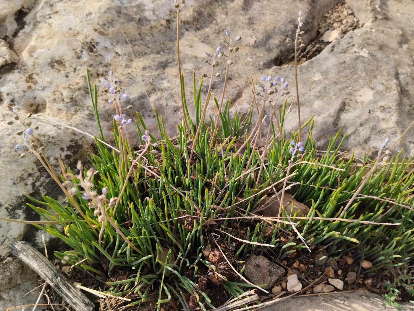 Muscari parviflorum 