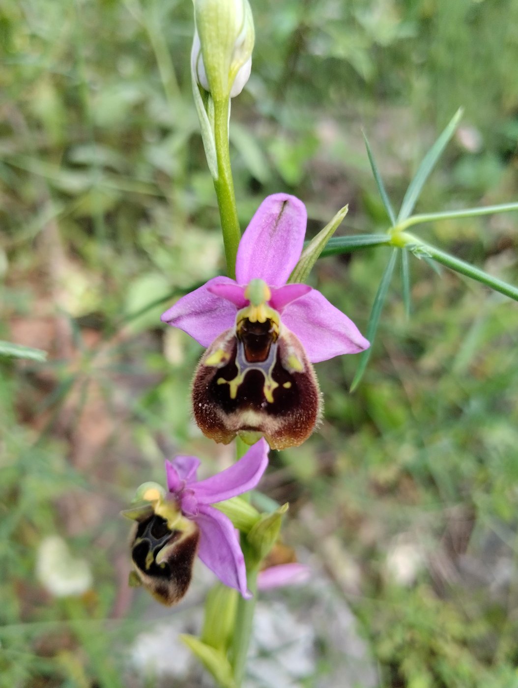 Ophrys fuciflora 