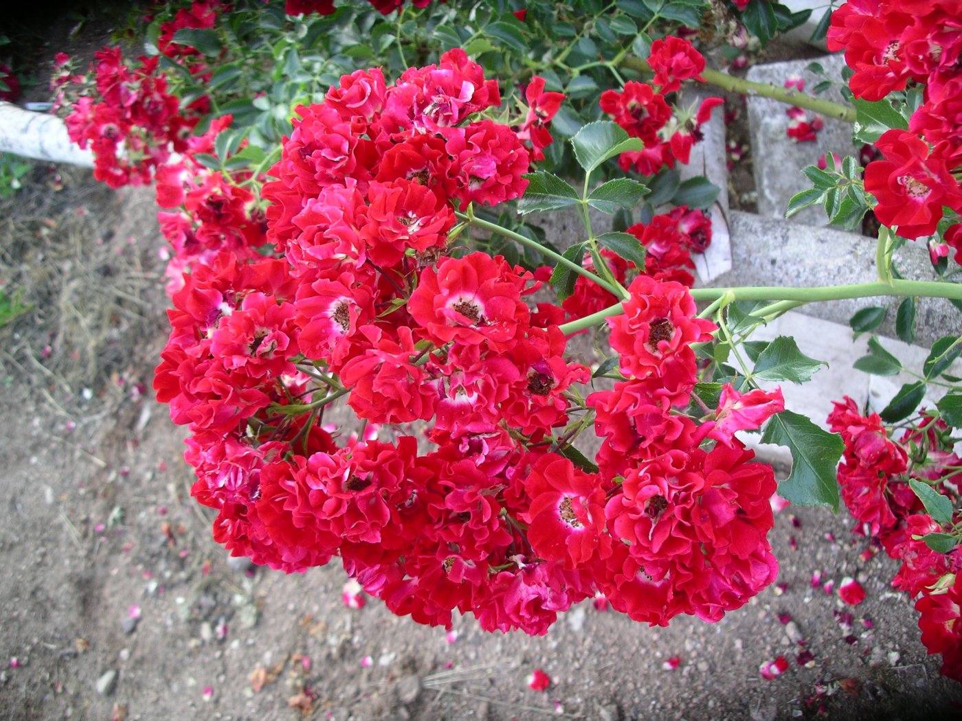 Rosa hybridus  cv. Rambling Rosie