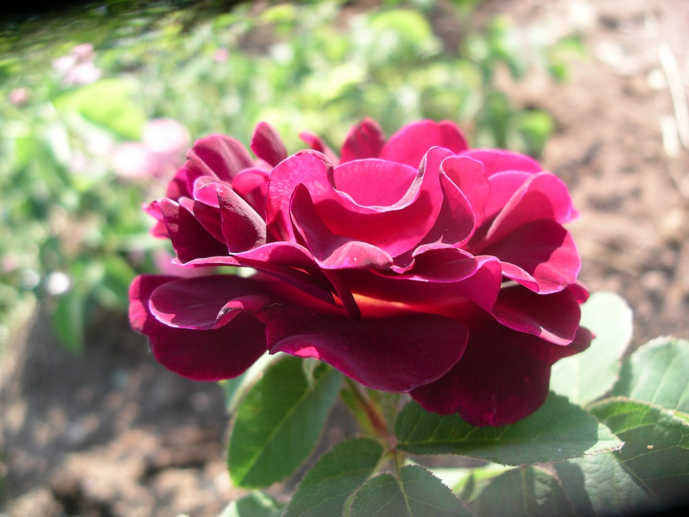 Rosa hybridus  cv. Tuscany (Old Velvet)