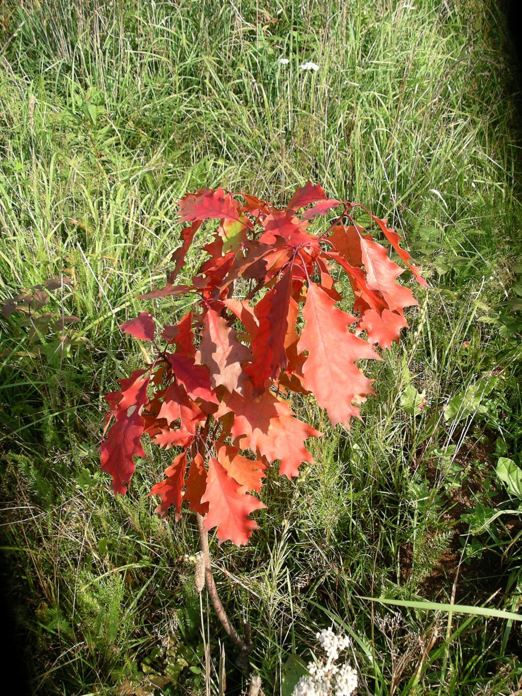 Quercus rubra L.