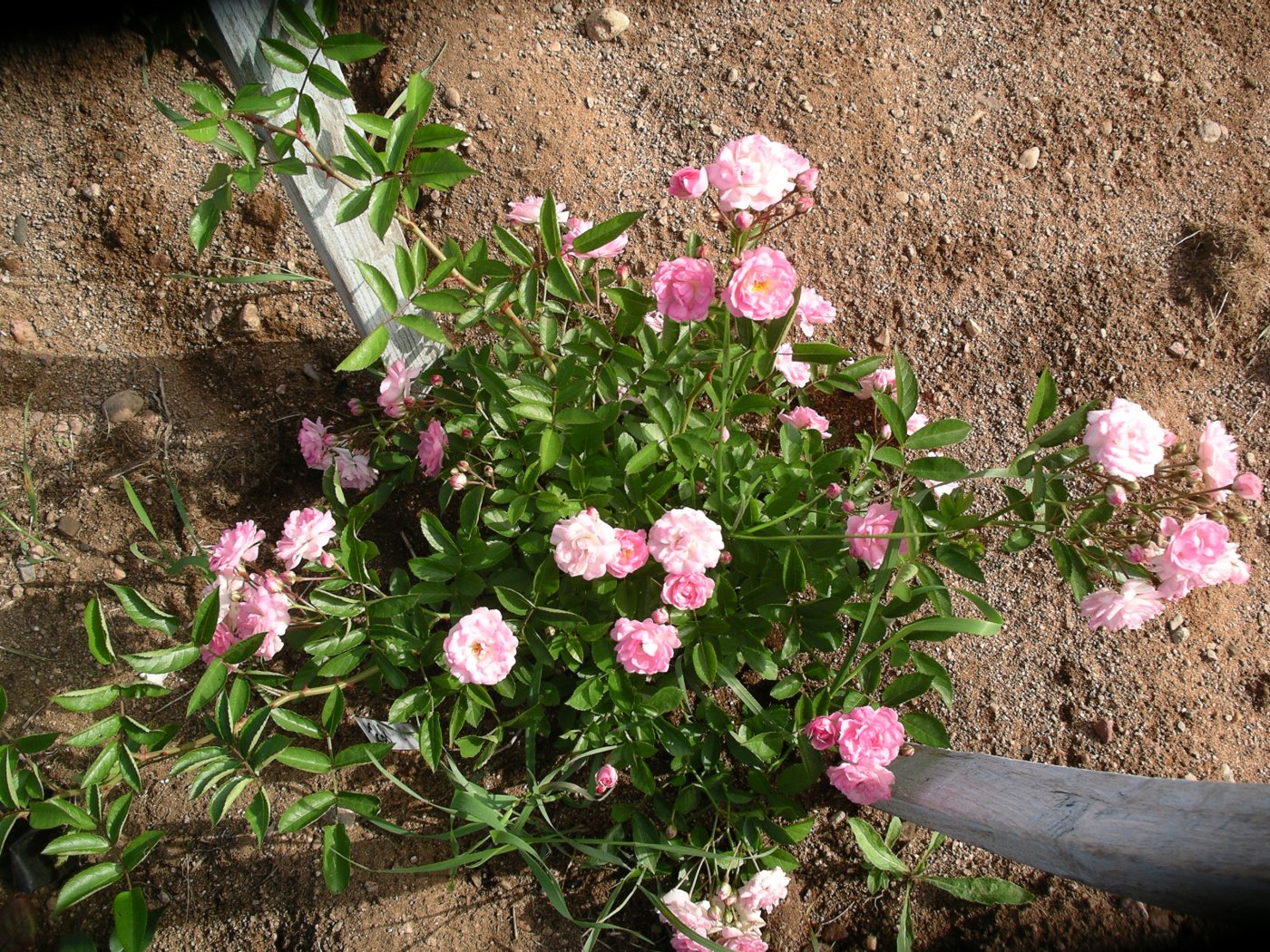Rosa hybridus  cv. Сухумка