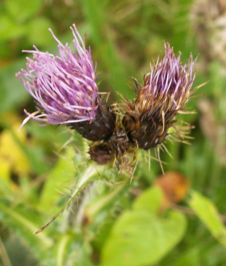 Cirsium simplex C.A. Mey.