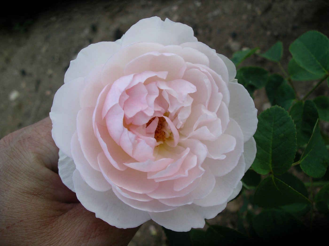 Rosa hybridus  cv. Gentle Hermione