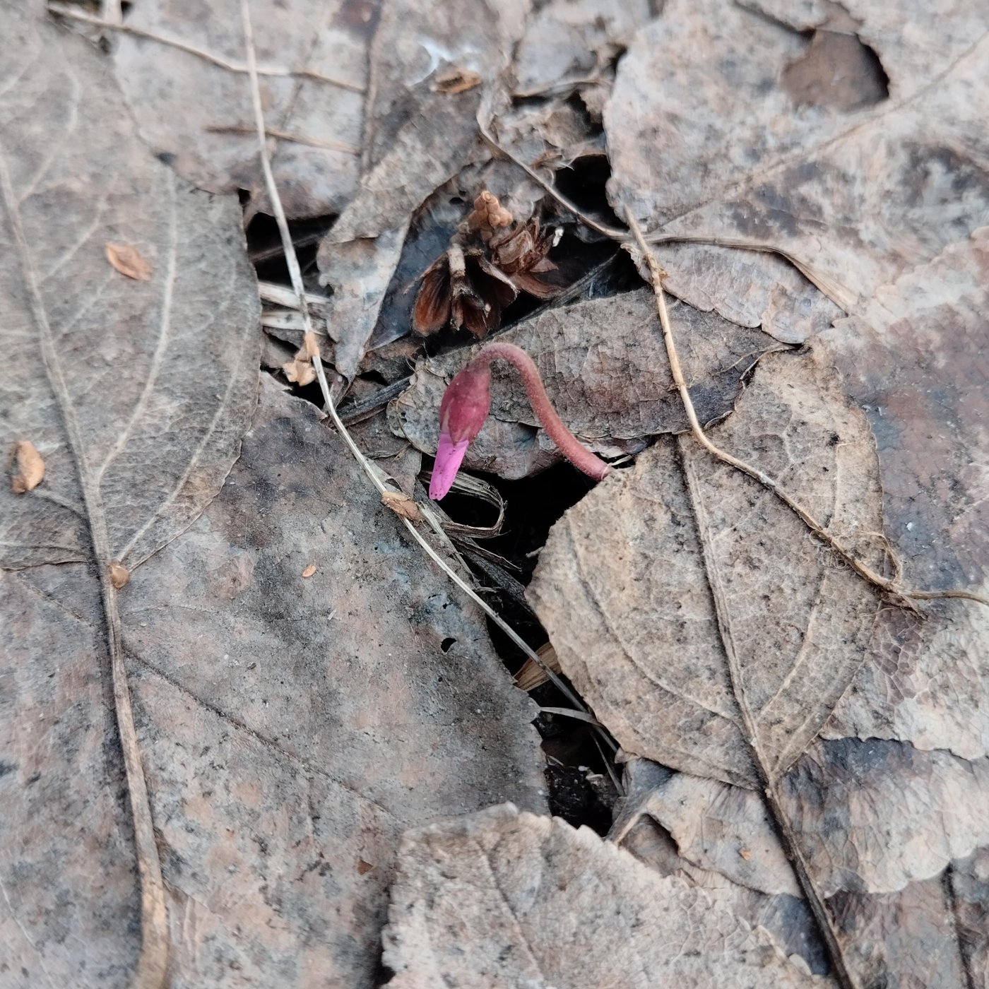 Cyclamen coum Mill.