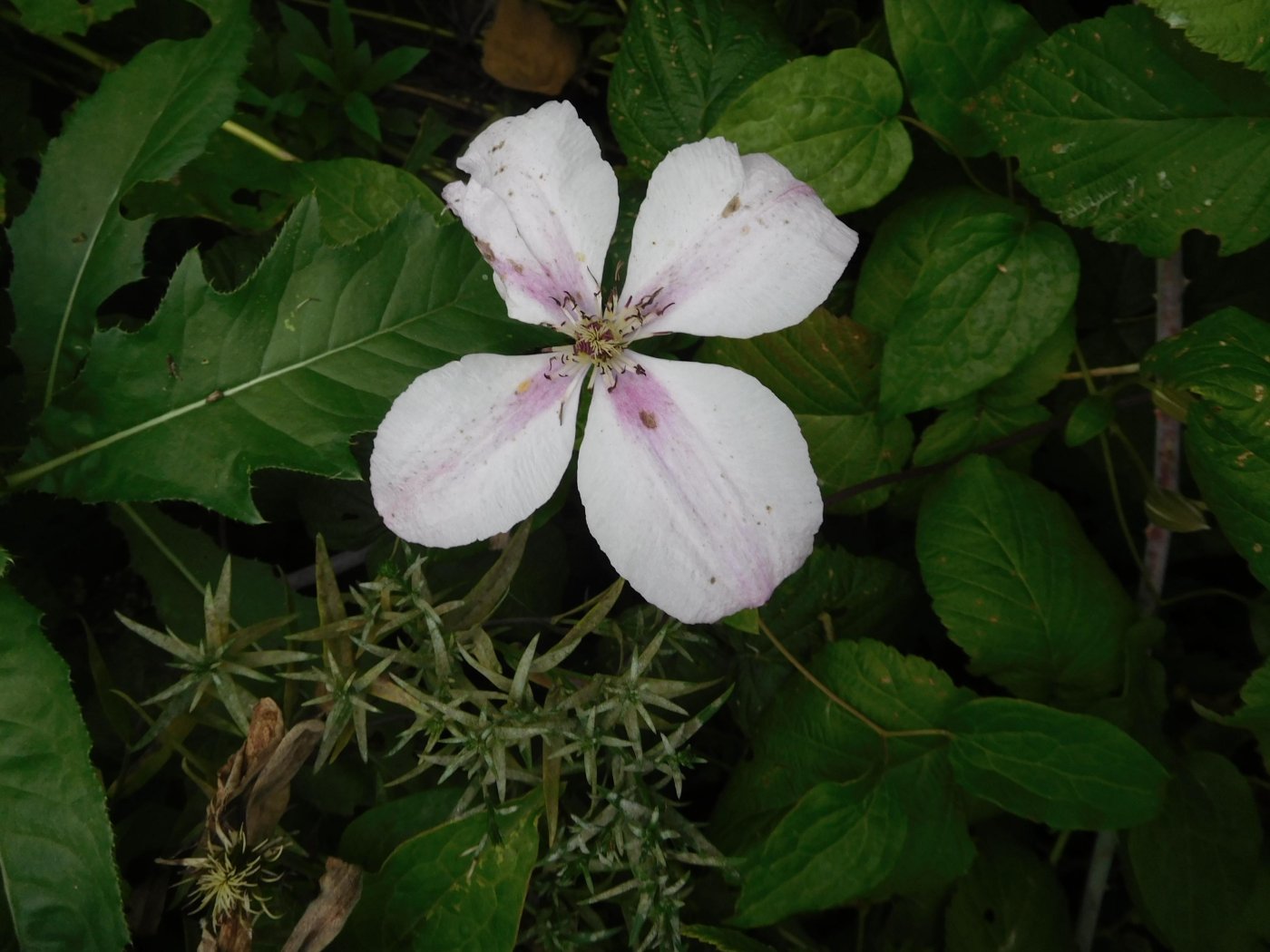 d956ae230db0535a39ccf77bdf8ecbb7.jpeg