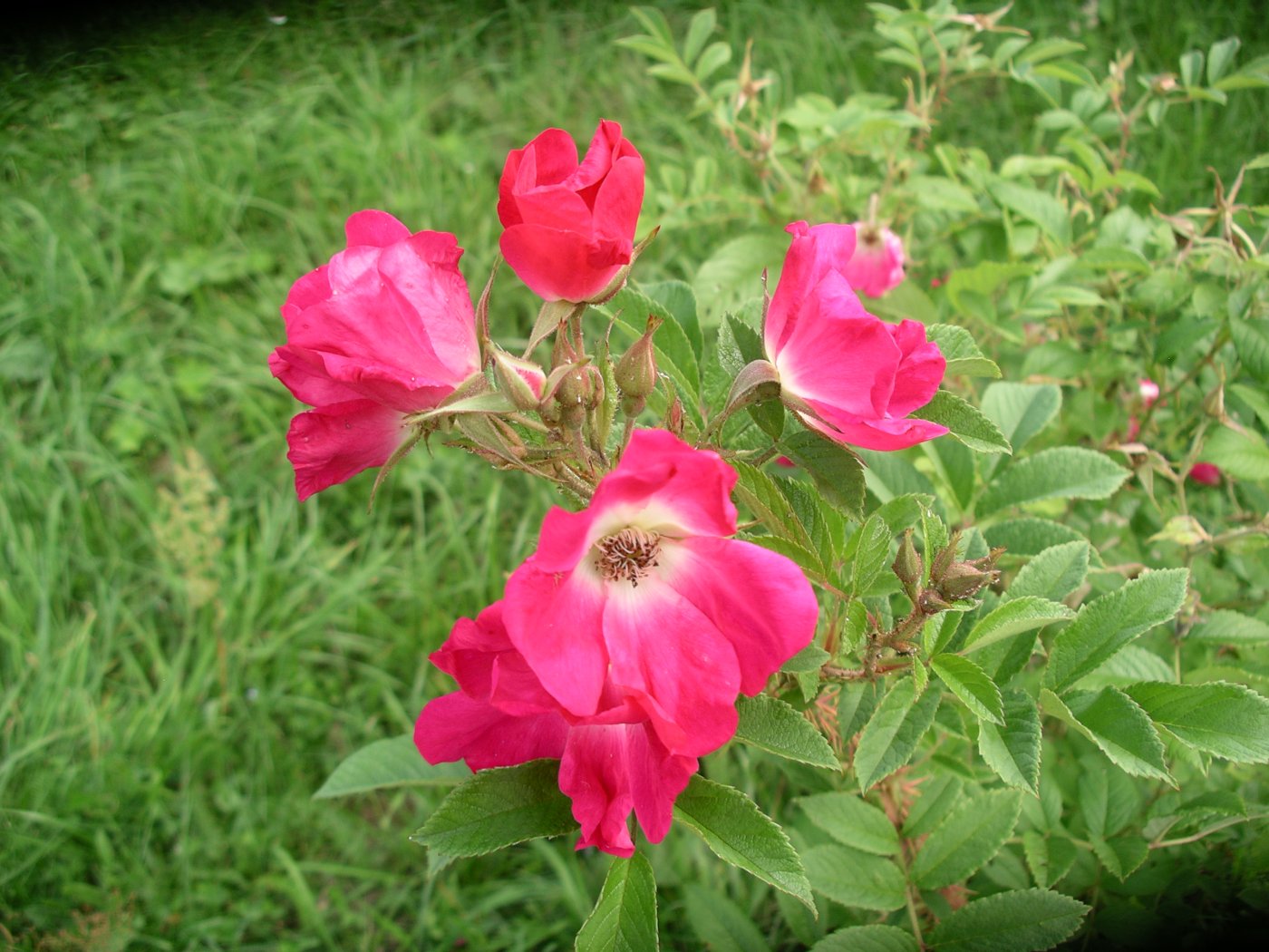 Rosa hybridus  cv. Himmelssturmer