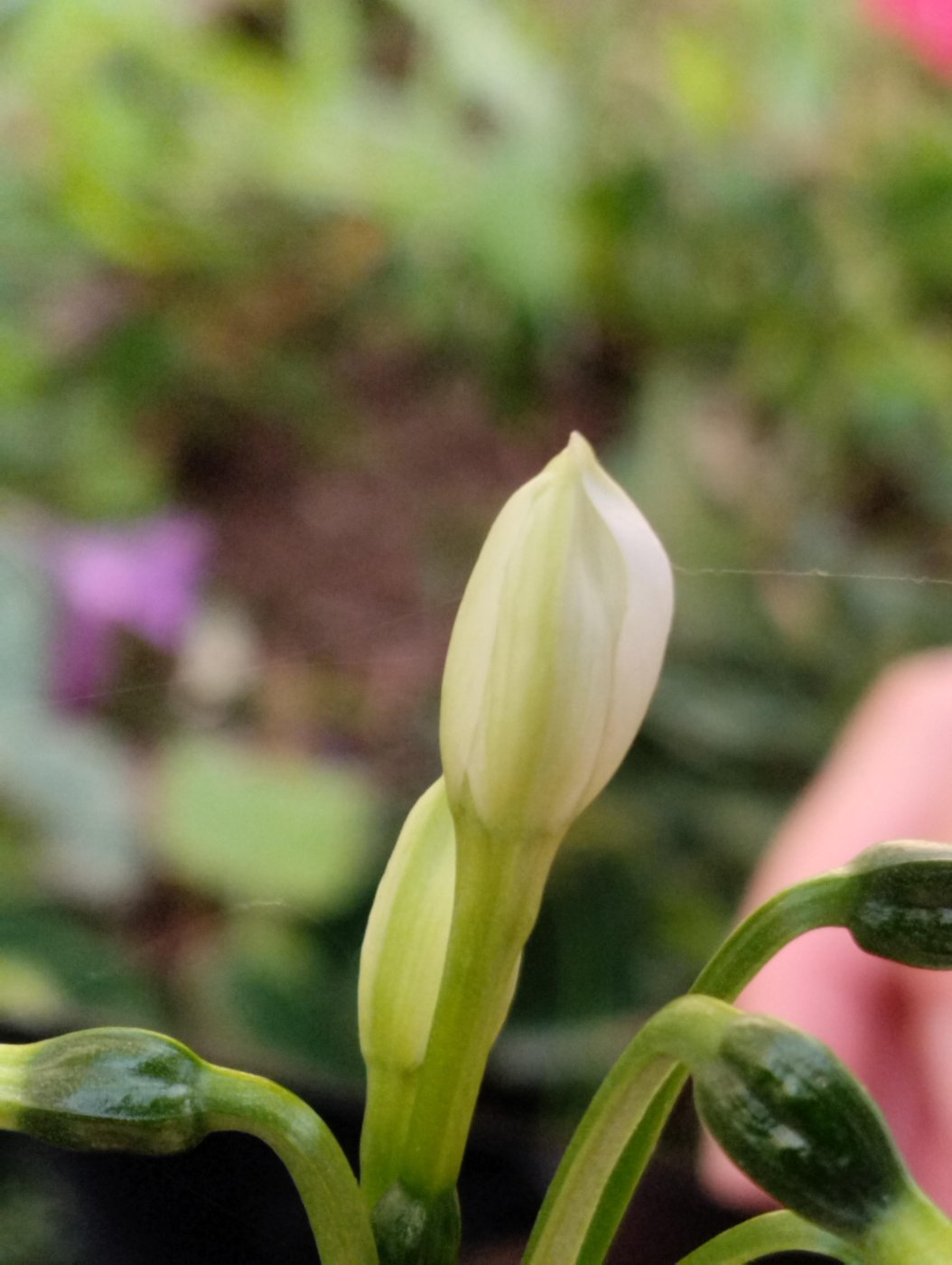 Narcissus papyraceus Ker Gawl.