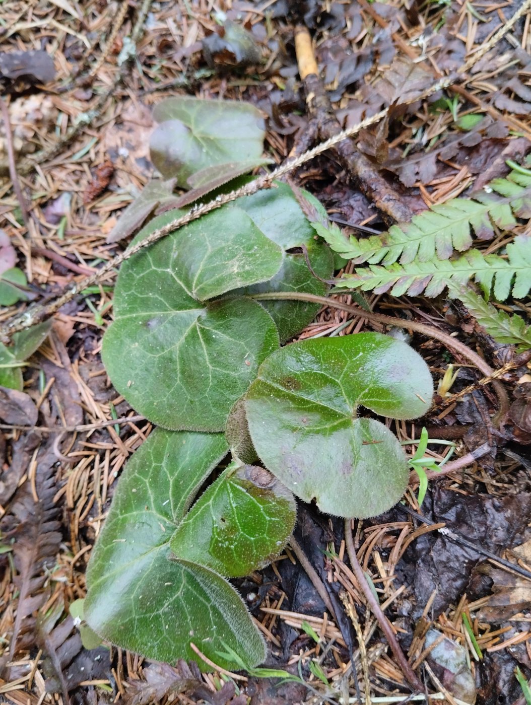 Asarum europaeum L.