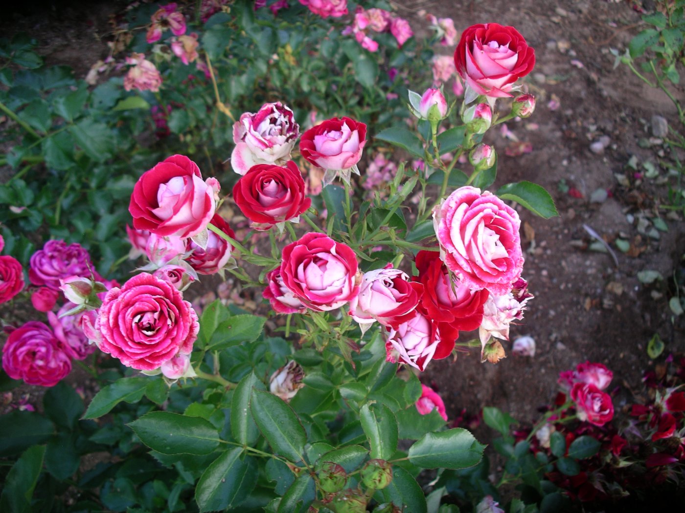 Rosa hybridus  cv. Schone Koblenzerin