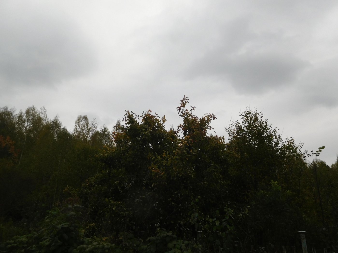 e1a3c940abeacdeb77af0e8aa356ab32.jpeg