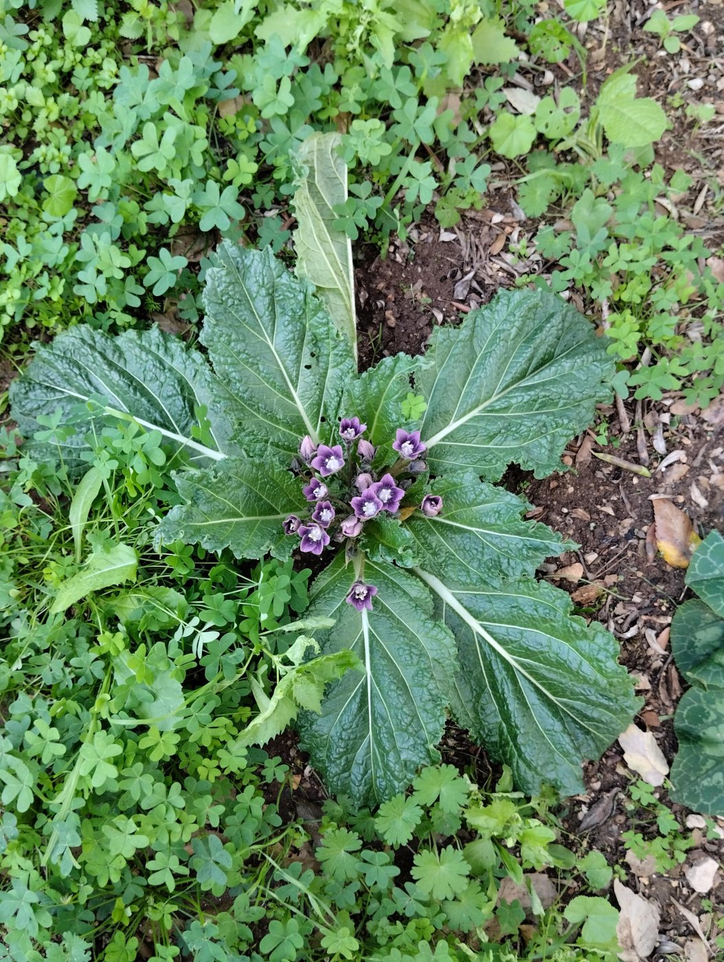 Mandragora autumnalis Bertol.