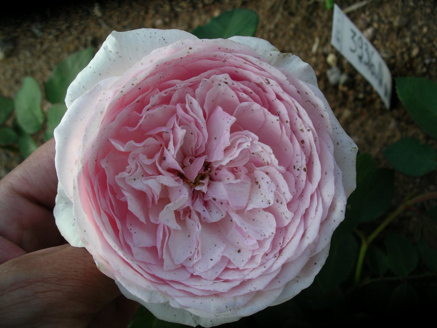 Rosa hybridus  cv. Olivia Rose Austin