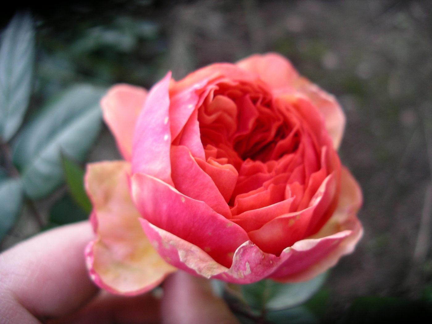 Rosa hybridus  cv. Chippendale