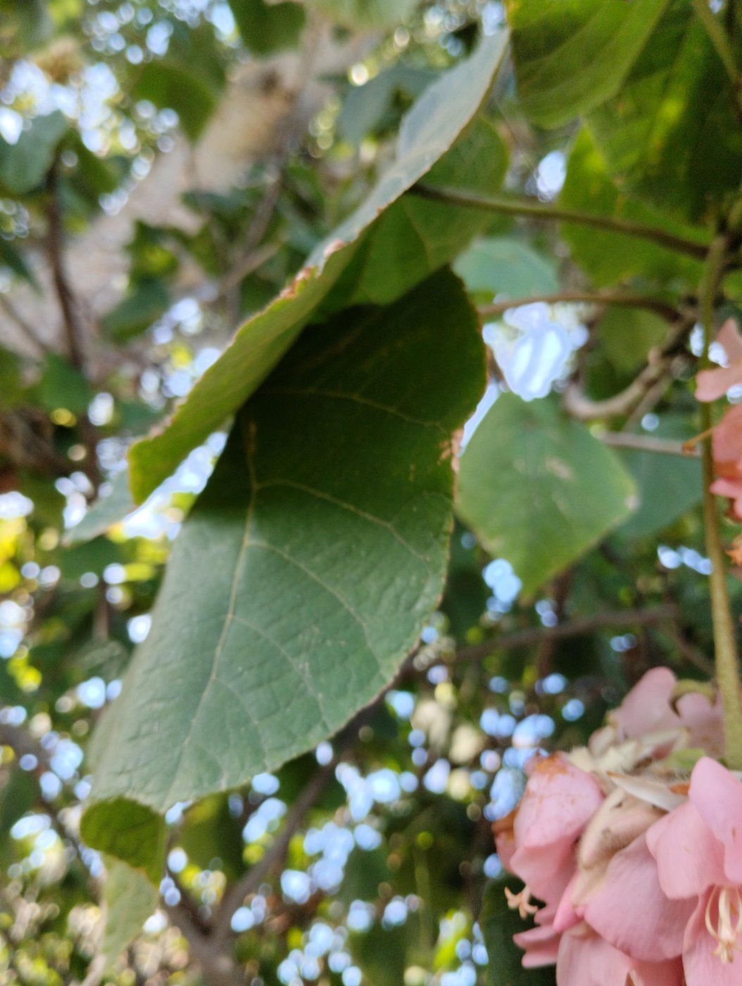 Dombeya wallichii 