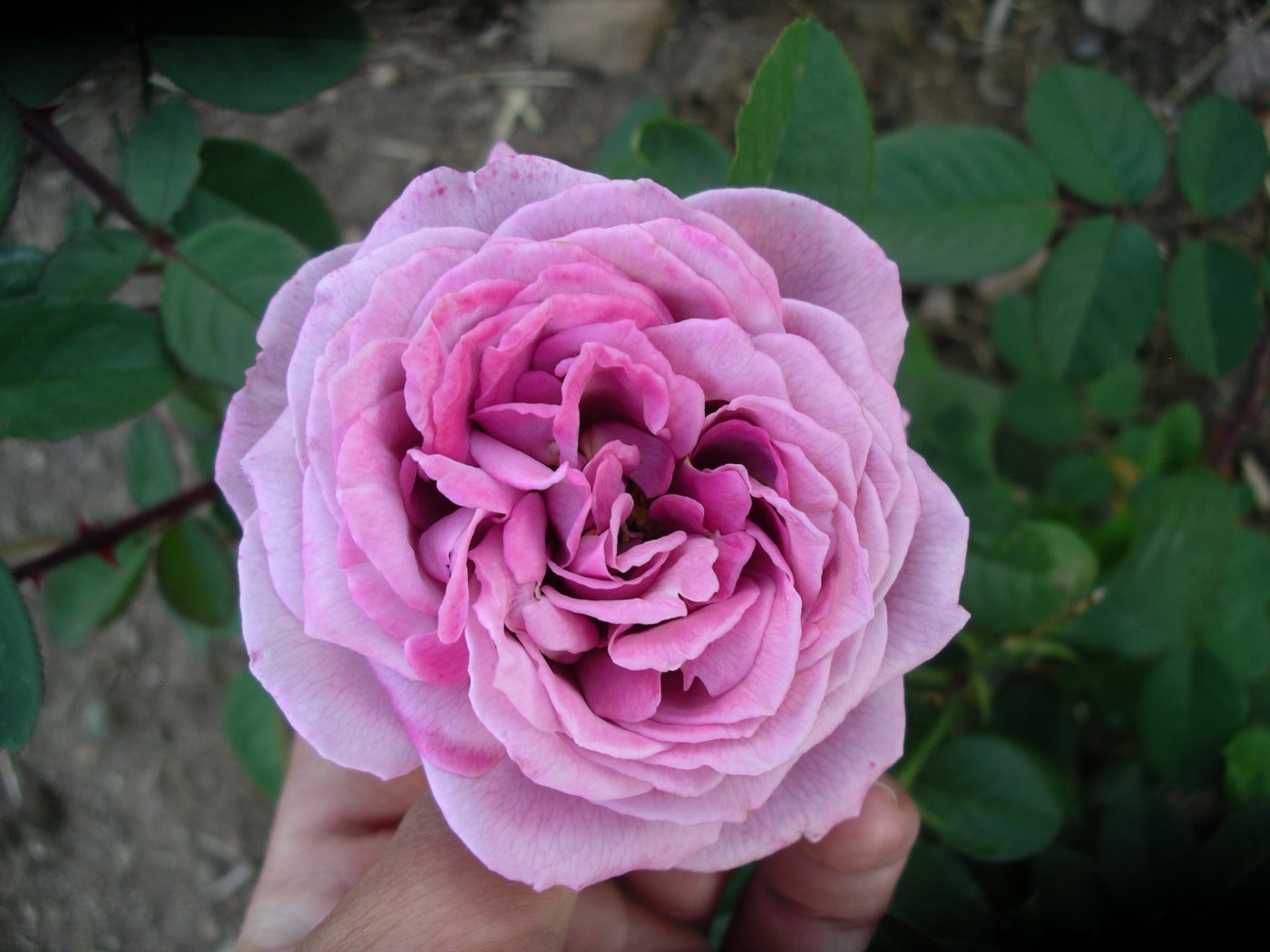 Rosa hybridus  cv. Nimbus