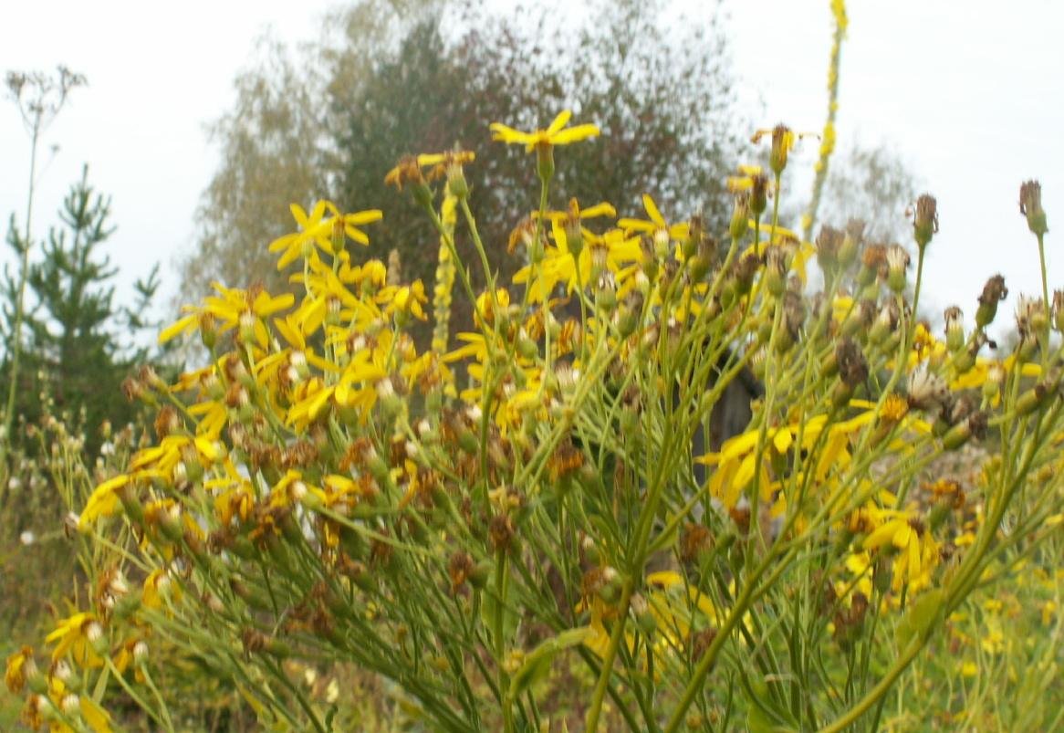Senecio schvetzovii Korsh.