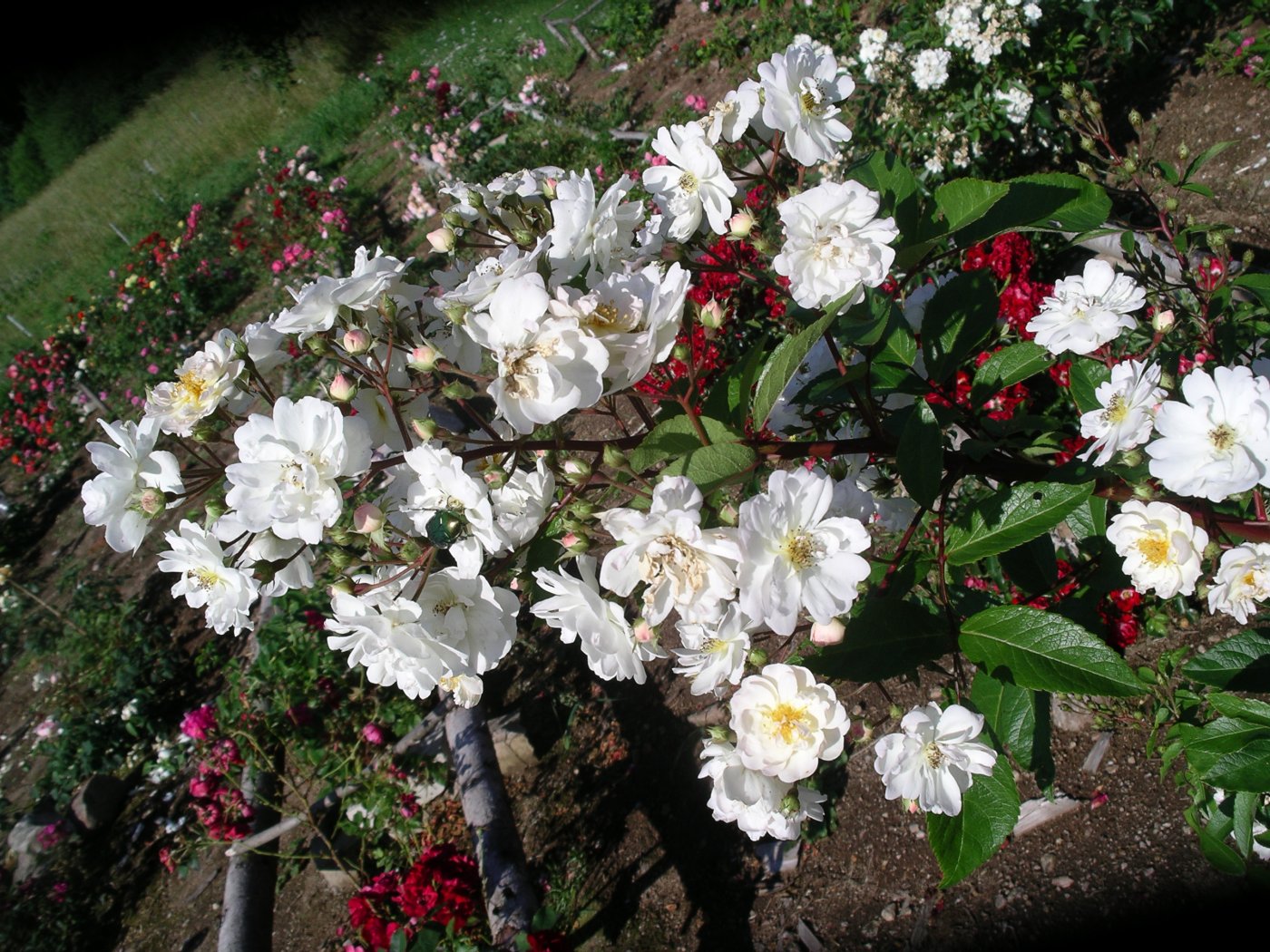 Rosa hybridus  cv. Hedi Grimm