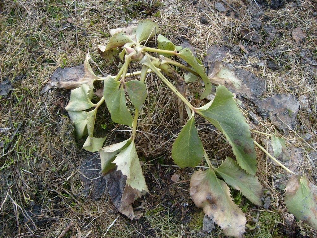 Helleborus argutifolius Viv.