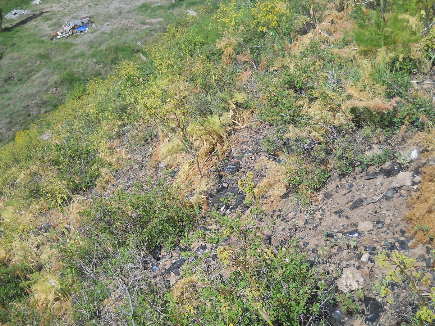 Сухой щебнистый склон с Prangos ferulacea. ef6147de48bbfd73943ffe942843681d.jpeg