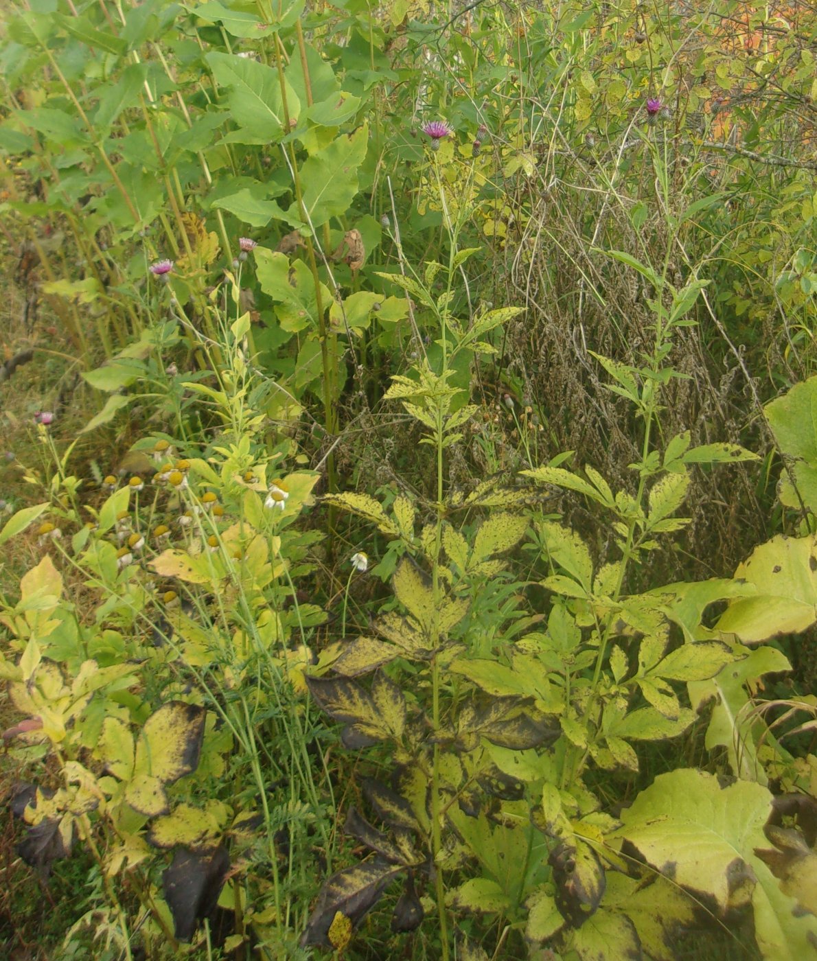 Serratula quinquefolia M. Bieb. ex Willd.