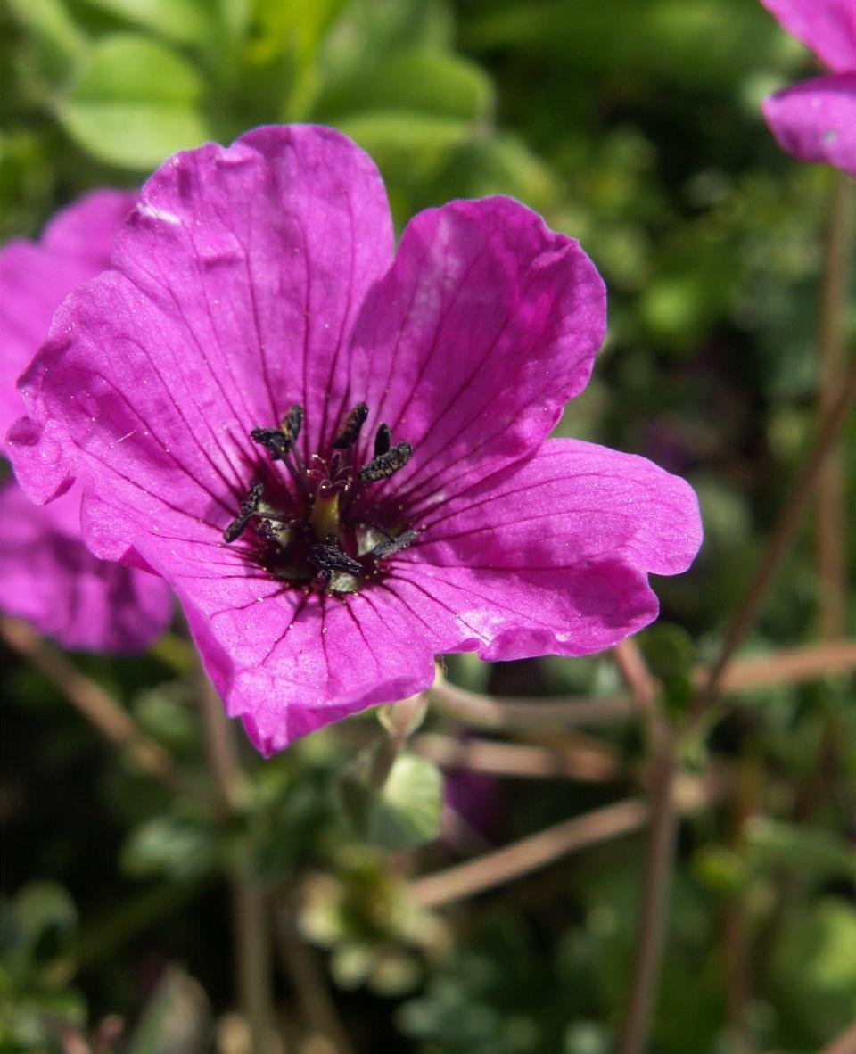 Geranium subcaulescens LHer. ex DC.