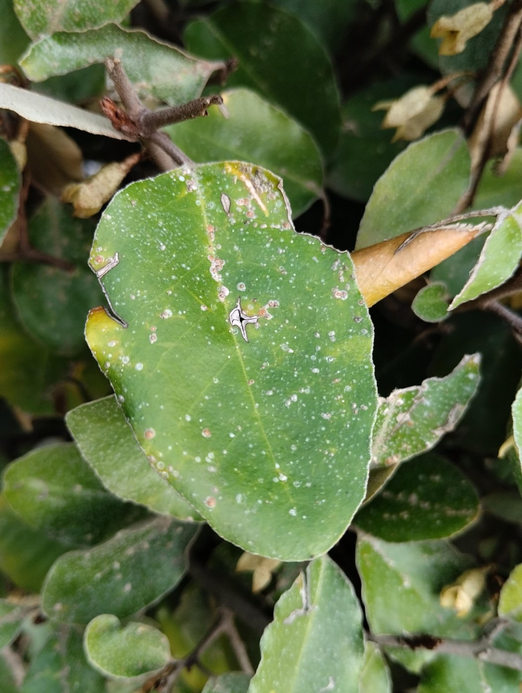 Elaeagnus pungens Thunb.