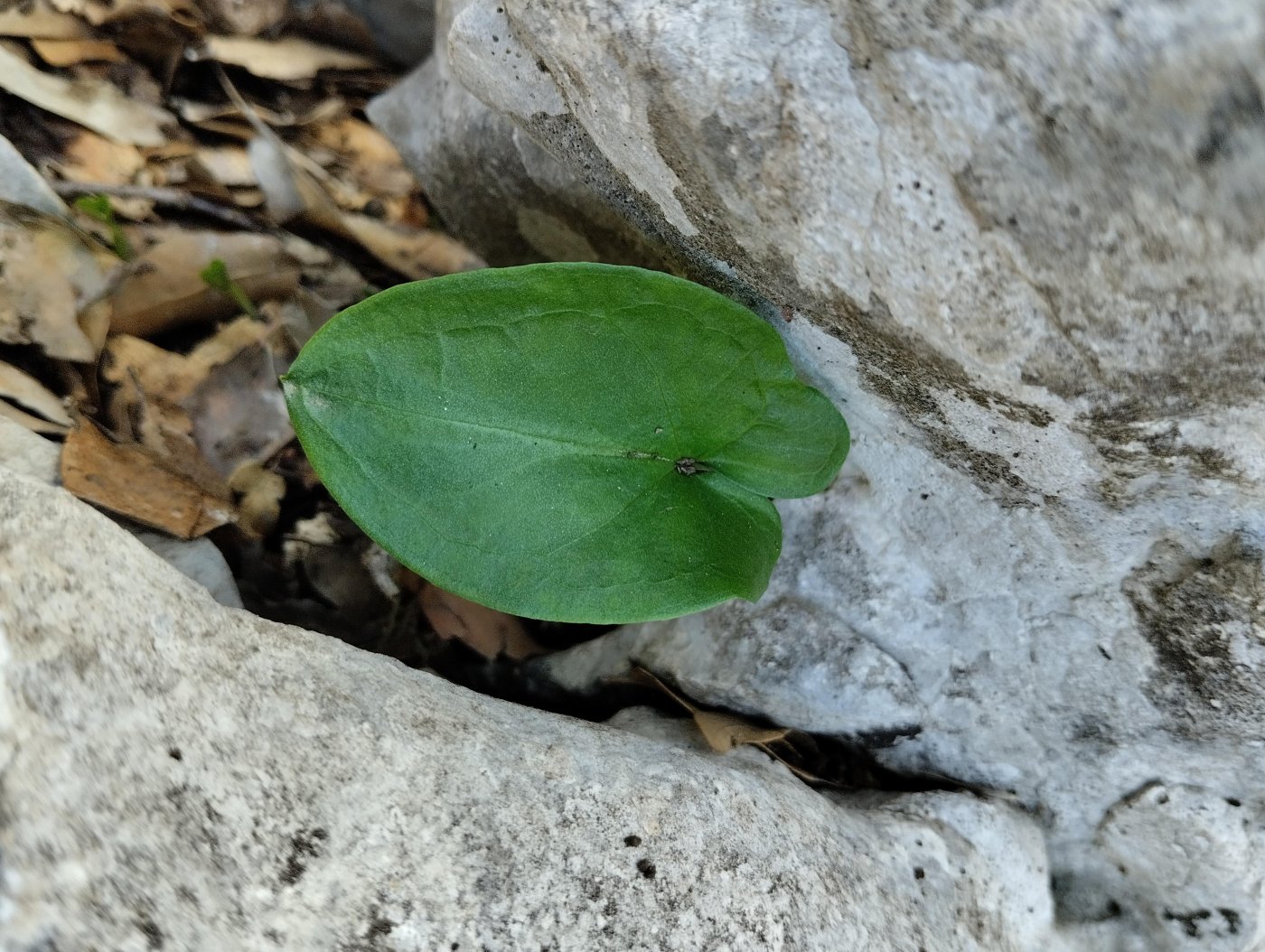 Arisarum vulgare 