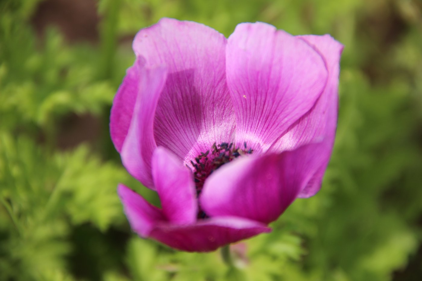 Anemone coronaria L. cv. Sylphide