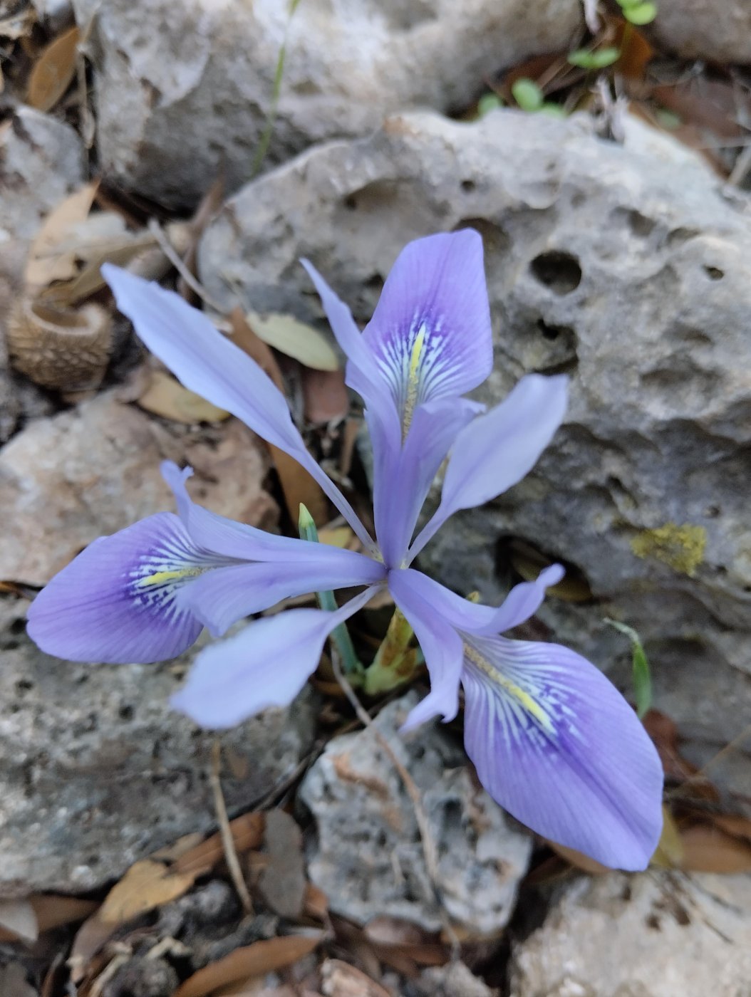 Iridodictyum vartanii (Foster) Rodion.