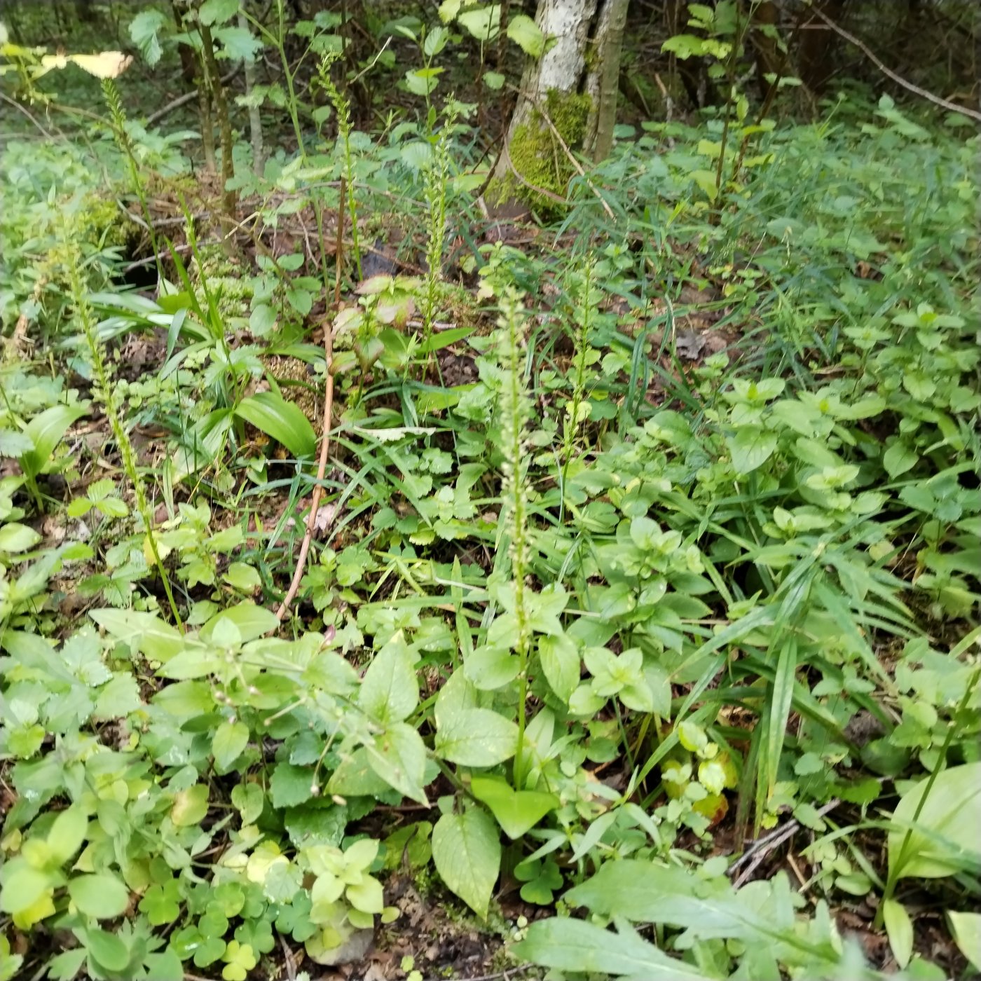 Listera ovata (L.) R. Br.