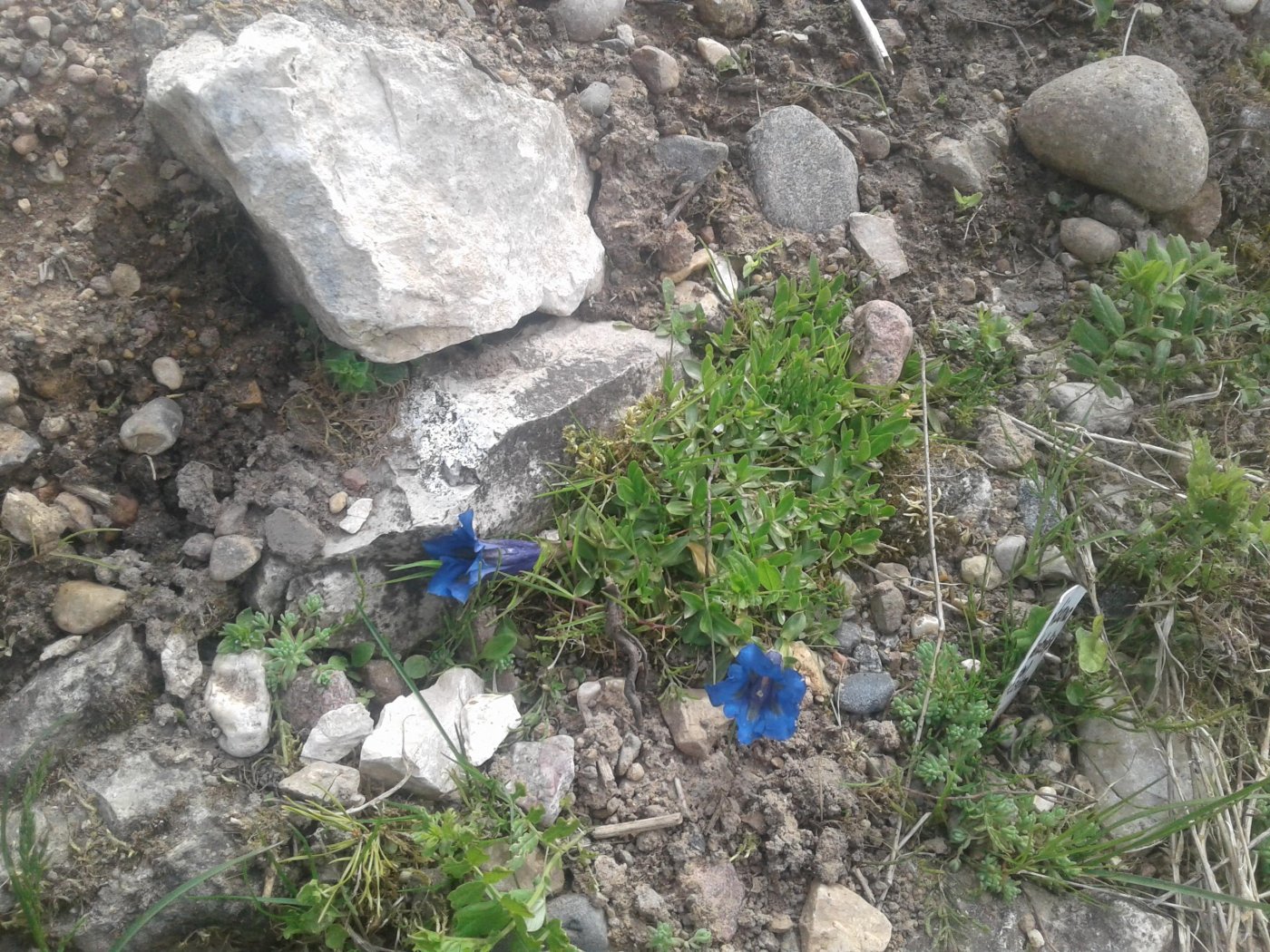 Gentiana occidentalis (A.Gray) T.J.Fitzp.