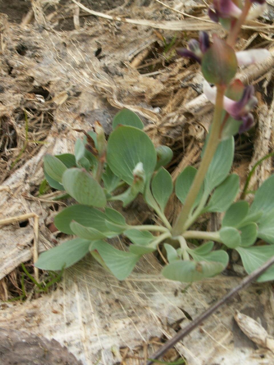 Corydalis schanginii